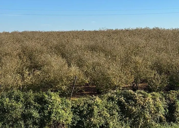 Сasa de vacaciones Giardino Degli Ulivi